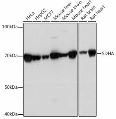 Western Blot: SDHA Antibody (0Y8X5) [NBP3-15473]