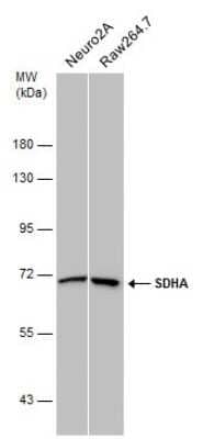 Western Blot: SDHA Antibody (GT20710) [NBP3-13522]