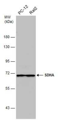 Western Blot: SDHA Antibody (GT20710) [NBP3-13522]