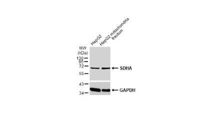 Western Blot: SDHA Antibody (GT20710) [NBP3-13522]