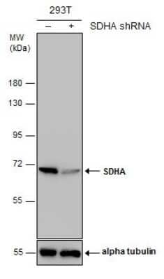 Western Blot: SDHA Antibody (GT20710) [NBP3-13522]