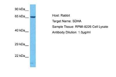 Western Blot: SDHA Antibody [NBP2-88227]