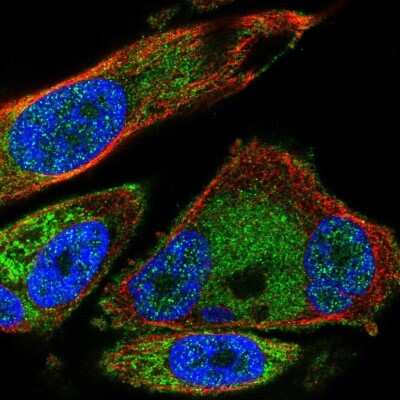 Immunocytochemistry/ Immunofluorescence: SDHB Antibody [NBP1-87069]
