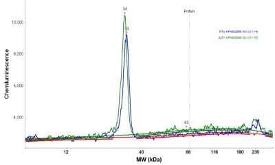 Simple Western: SDHB Antibody [NBP1-87069]