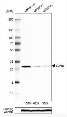 Western Blot: SDHB Antibody [NBP1-87069]