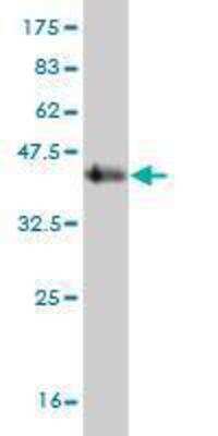 Western Blot: SDHC Antibody (3G7) [H00006391-M02]