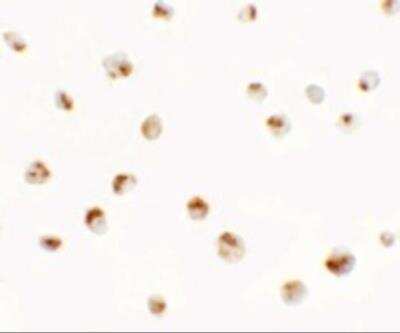 Immunocytochemistry/ Immunofluorescence: SDHD Antibody - BSA Free [NBP2-81948]