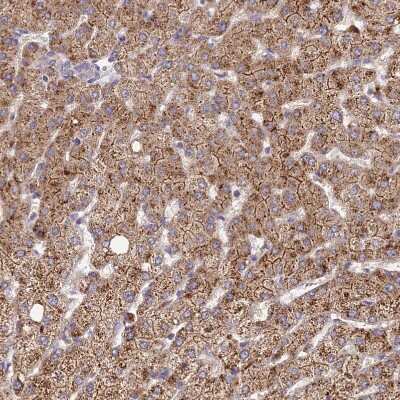 Immunohistochemistry-Paraffin: SDHD Antibody [NBP1-92372]