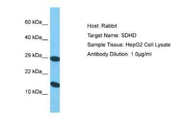 Western Blot: SDHD Antibody [NBP2-83505]