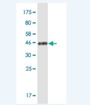 Western Blot: SDNSF/MCFD2 Antibody (X1) [H00090411-M12-100ug]