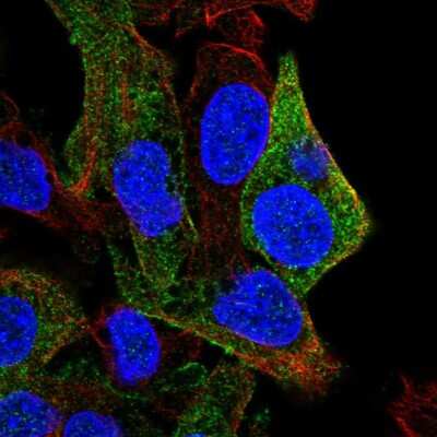 Immunocytochemistry/ Immunofluorescence: SDPR Antibody [NBP2-57218]