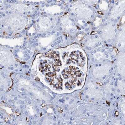 Immunohistochemistry-Paraffin: SDPR Antibody [NBP1-86610]