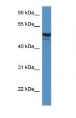 Western Blot: SDPR Antibody [NBP1-74112]