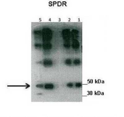 Western Blot: SDPR Antibody [NBP1-74112]