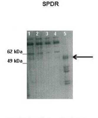 Western Blot: SDPR Antibody [NBP1-74112]