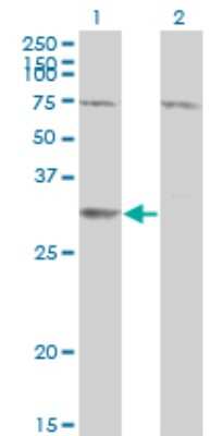 Western Blot: SDR16C5 Antibody (3G8) [H00195814-M01]