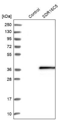 Western Blot: SDR16C5 Antibody [NBP1-87150]