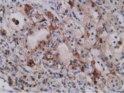 Immunohistochemistry-Paraffin: SDR9C7 Antibody (OTI4B5) [NBP2-03030]