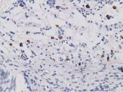 Immunohistochemistry: SDR9C7 Antibody (OTI4B5) - Azide and BSA Free [NBP2-74036]