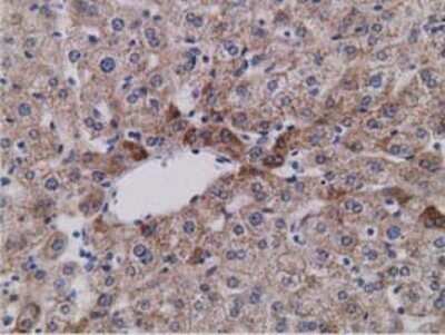 Immunohistochemistry: SDR9C7 Antibody (OTI4B5) - Azide and BSA Free [NBP2-74036]
