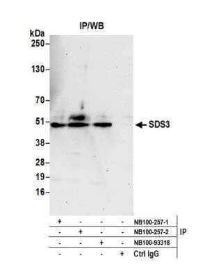 Immunoprecipitation: SDS3 Antibody [NB100-257]