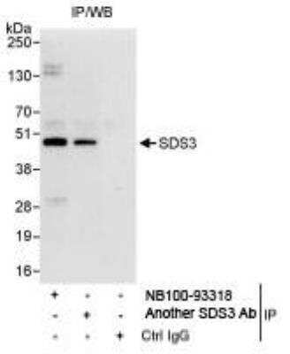 Immunoprecipitation: SDS3 Antibody [NB100-93318]