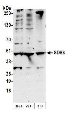 Western Blot: SDS3 Antibody [NB100-257]