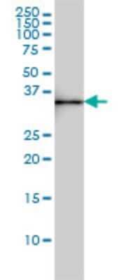 Western Blot: SDSL Antibody (M2) [H00113675-M02]