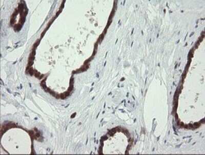 Immunohistochemistry: SDSL Antibody (OTI1A8) - Azide and BSA Free [NBP2-74045]