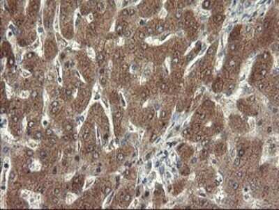 Immunohistochemistry: SDSL Antibody (OTI1A8) - Azide and BSA Free [NBP2-74045]