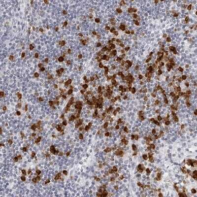 Immunohistochemistry-Paraffin: SEC11C Antibody [NBP1-80774]