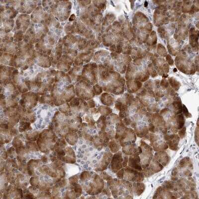 Immunohistochemistry-Paraffin: SEC11C Antibody [NBP1-80774]