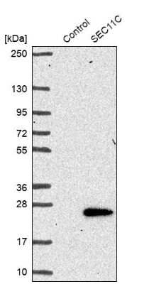 Western Blot: SEC11C Antibody [NBP1-80774]