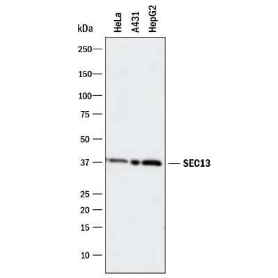 Western Blot: SEC13 Antibody (1280B) [MAB90551]