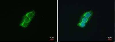 Immunocytochemistry/ Immunofluorescence: SEC13 Antibody [NBP1-33291]