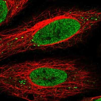 Immunocytochemistry/ Immunofluorescence: SEC13 Antibody [NBP2-58235]