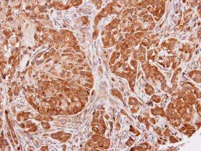 Immunohistochemistry-Paraffin: SEC13 Antibody [NBP1-33291]