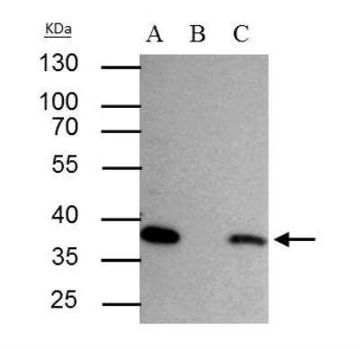 Immunoprecipitation: SEC13 Antibody [NBP1-33291]