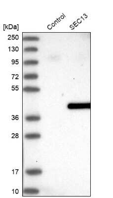 Western Blot: SEC13 Antibody [NBP1-92374]