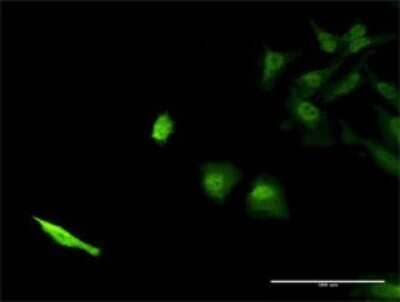 Immunocytochemistry/ Immunofluorescence: SEC13 Antibody (1G7) [H00006396-M02]