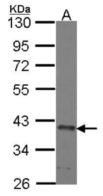 Western Blot: SEC13 Antibody [NBP2-20278]