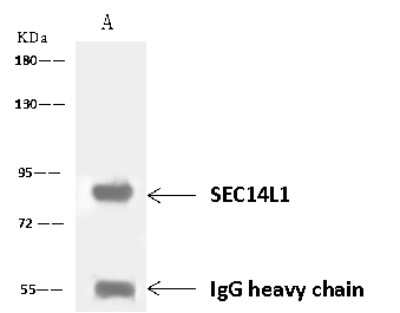 Immunoprecipitation: SEC14L1 Antibody [NBP2-97656]