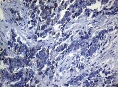 Immunohistochemistry: SEC14L1 Antibody (OTI3A6) - Azide and BSA Free [NBP2-74046]