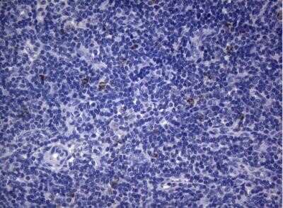 Immunohistochemistry: SEC14L1 Antibody (OTI3A6) - Azide and BSA Free [NBP2-74046]