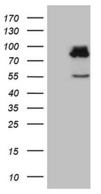 Western Blot: SEC14L1 Antibody (OTI3A6)Azide and BSA Free [NBP2-74046]