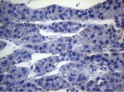 Immunohistochemistry-Paraffin: SEC14L1 Antibody (OTI3A6) [NBP2-45729]
