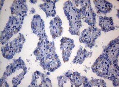 Immunohistochemistry-Paraffin: SEC14L1 Antibody (OTI3A6) [NBP2-45729]