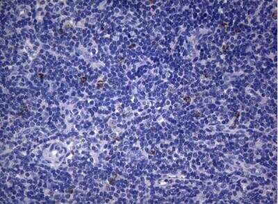 Immunohistochemistry-Paraffin: SEC14L1 Antibody (OTI3A6) [NBP2-45729]
