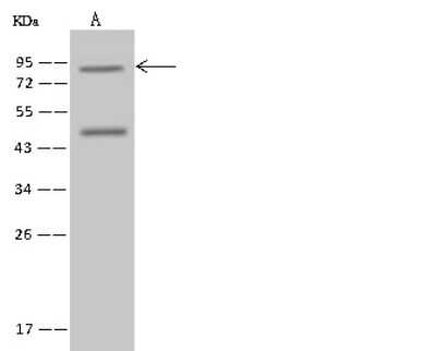 Western Blot: SEC14L1 Antibody [NBP2-97656]