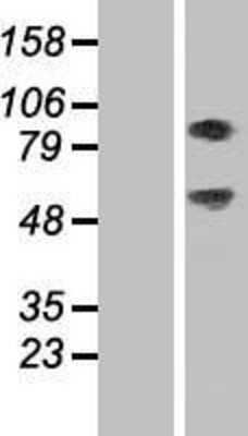 Western Blot: SEC14L1 Overexpression Lysate [NBP2-08050]